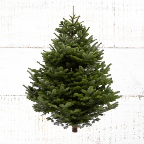 Nordmann Fir Christmas Tree's