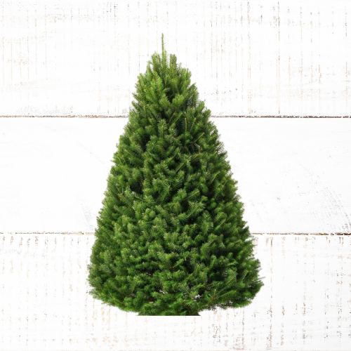 Douglas Fir Christmas Tree's