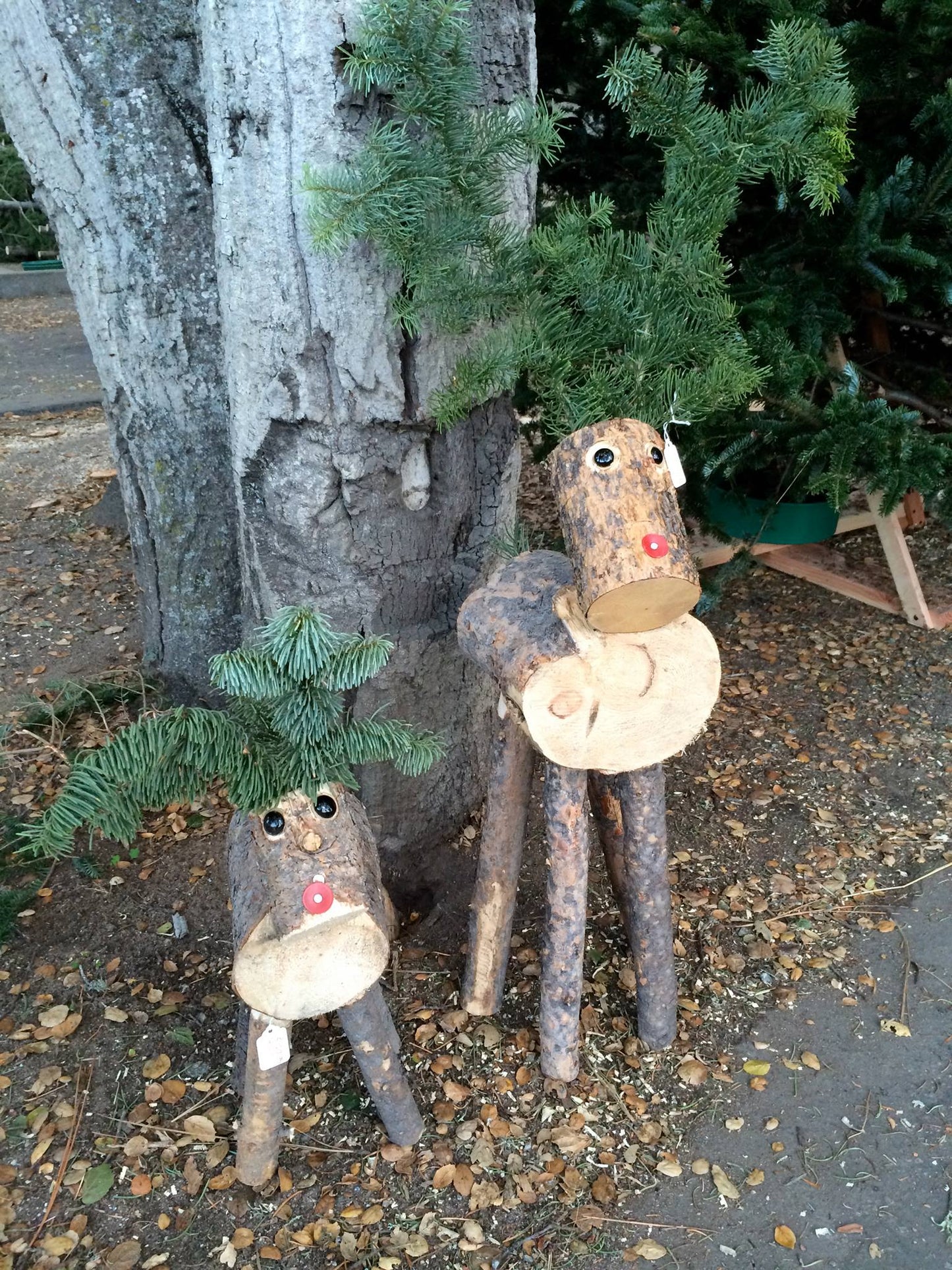Reindeer