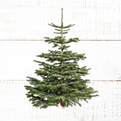 Silvertip Christmas Tree's